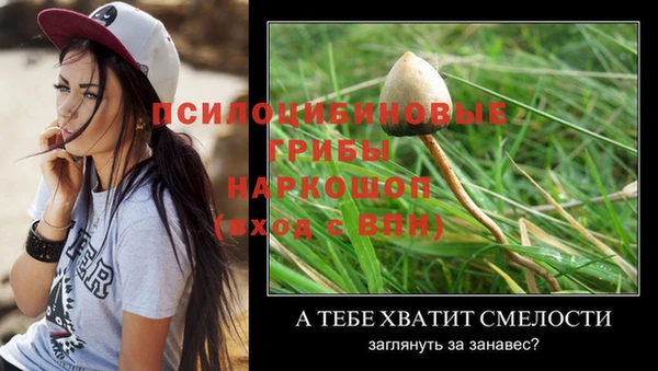 ПСИЛОЦИБИНОВЫЕ ГРИБЫ Осинники